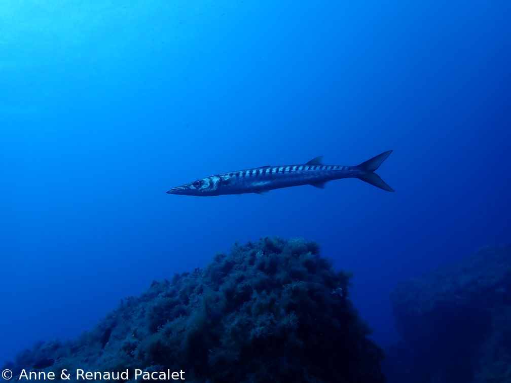 Barracuda