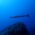 Barracuda