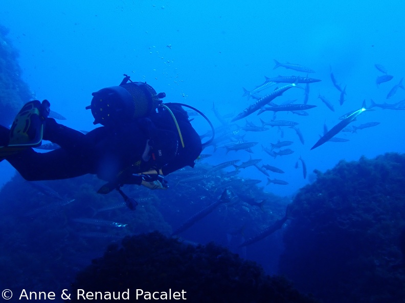 Un banc de barracudas