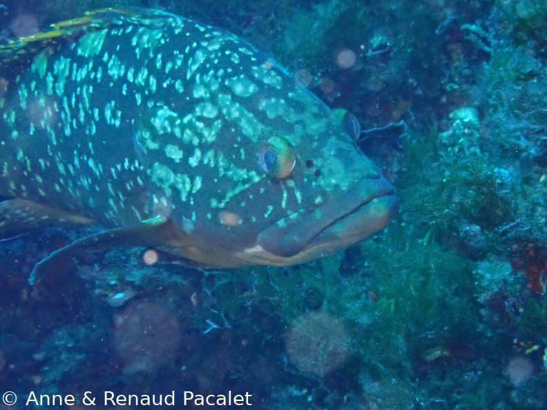 Gros mérou pas farouche