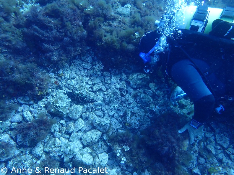 David en conversation avec un petit mérou
