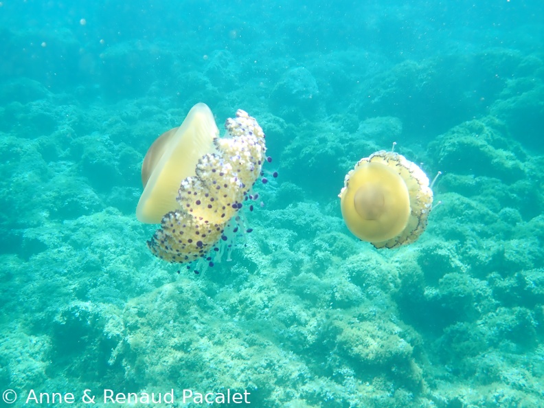 Méduses "œuf sur le plat"