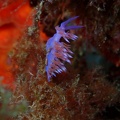 Hervia pèlerine