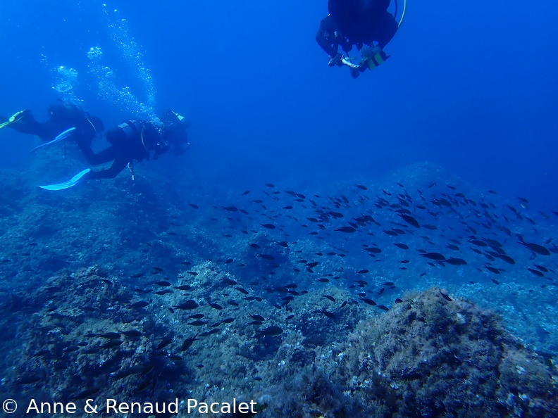 Banc de castagnoles et de plongeurs