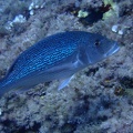 Denti