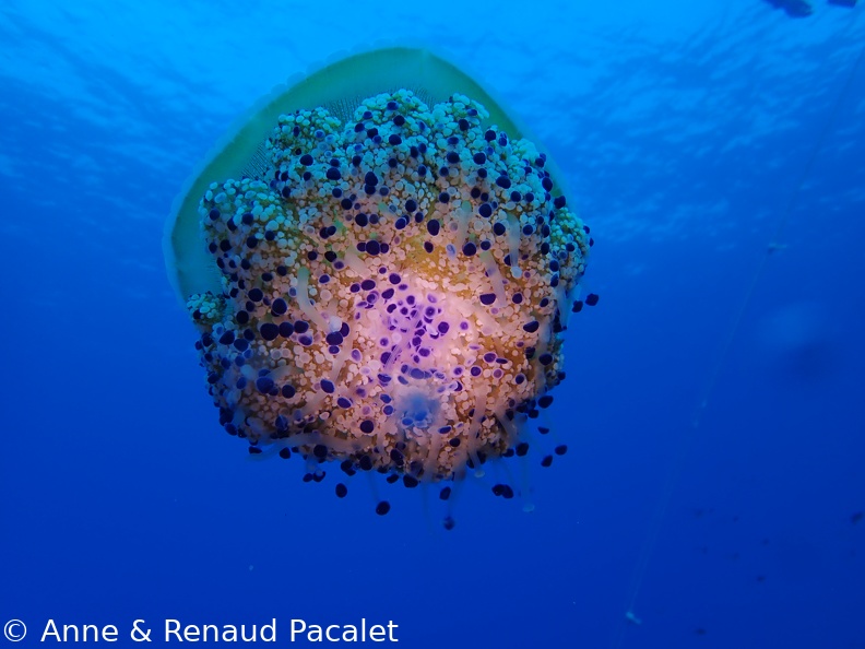 Méduses "œuf sur le plat"