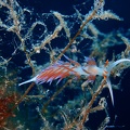 Hervia pèlerine