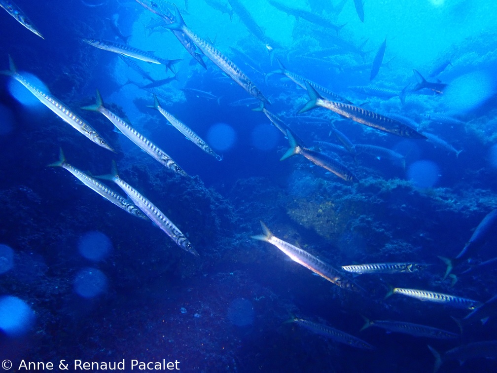 La ronde des barracudas