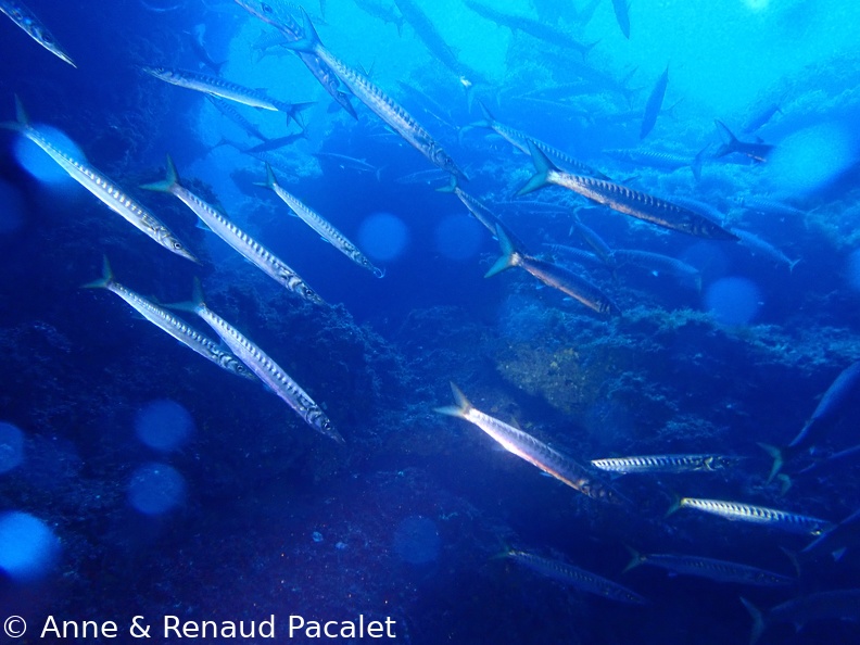 La ronde des barracudas