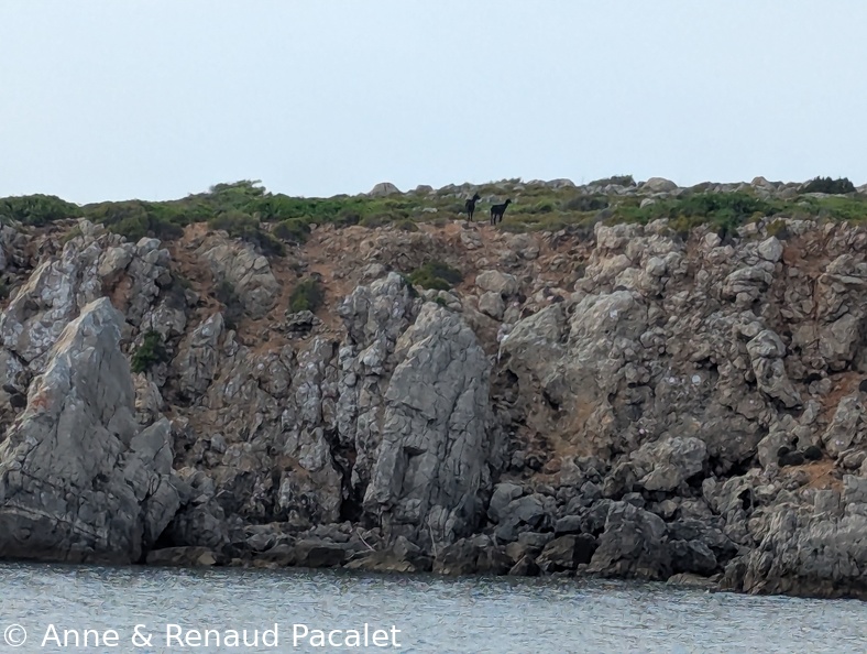 Les petites chèvres de Maca de Cala Pudent