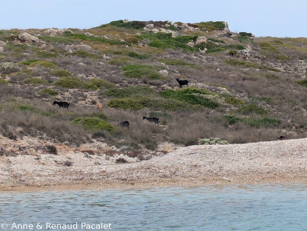Les petites chèvres de Maca de Cala Pudent