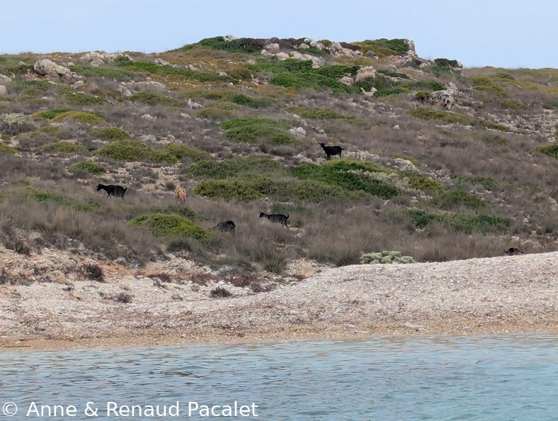 Les petites chèvres de Maca de Cala Pudent