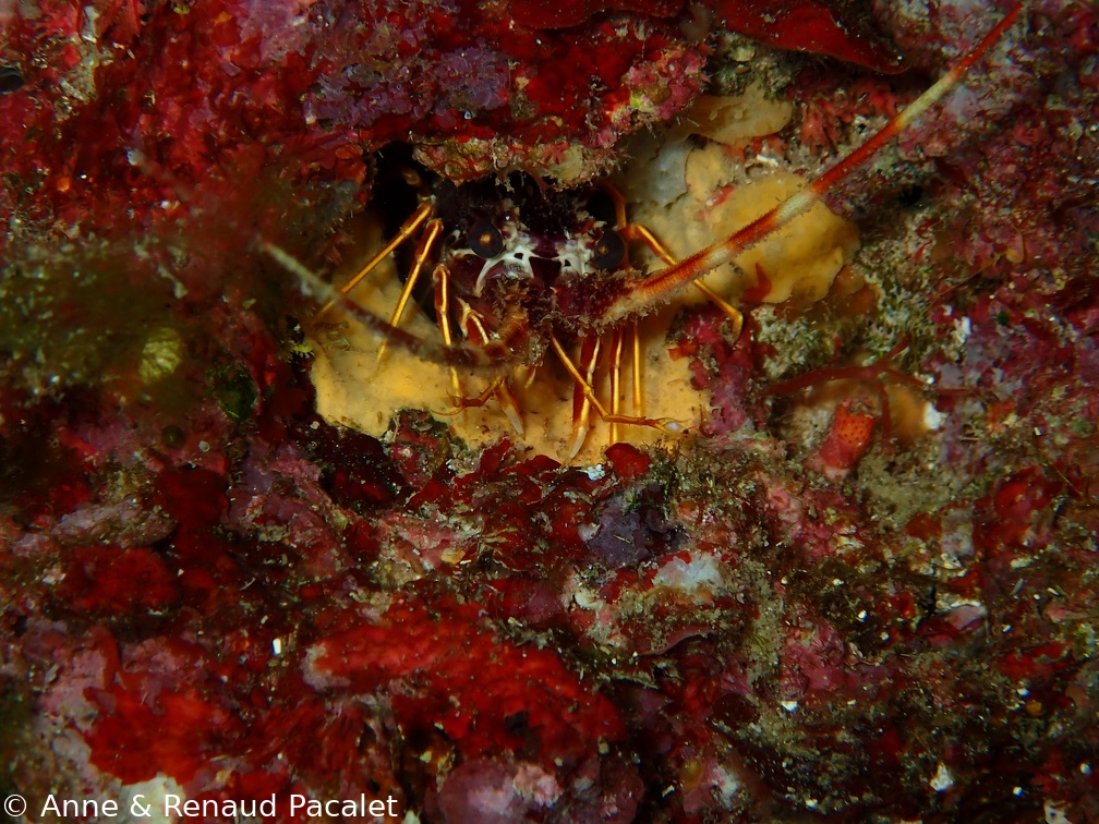 Petite langouste