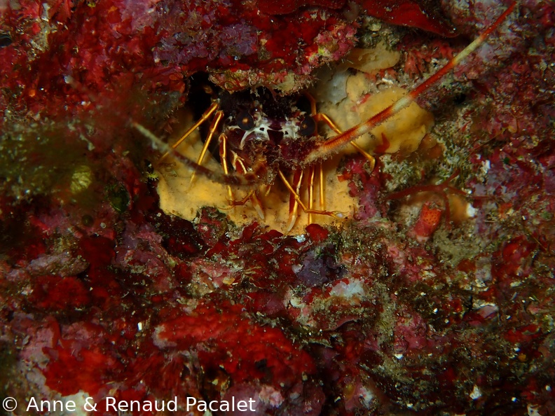 Petite langouste