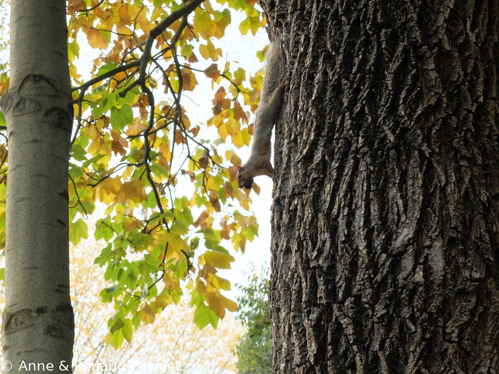 Un écureuil fait ses provisions pour l'hiver sur les berges du Pô
