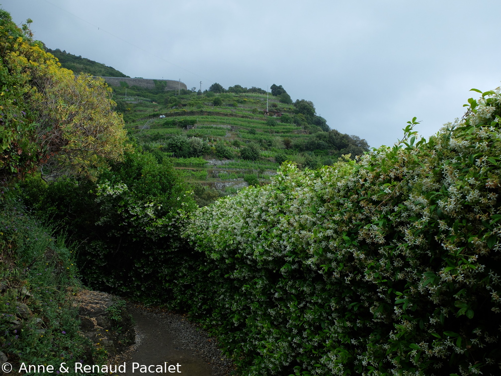 Les haies de rhynco et les vignes en terrasse