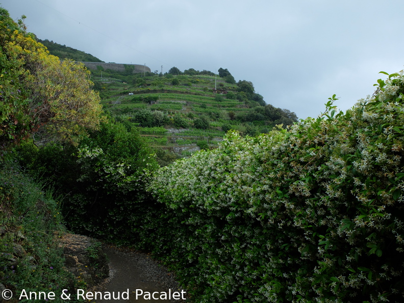 Les haies de rhynco et les vignes en terrasse