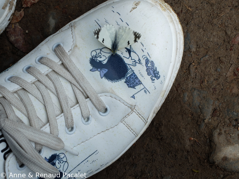 Papillon blanc et noir intéressé par les chaussures Mafalda