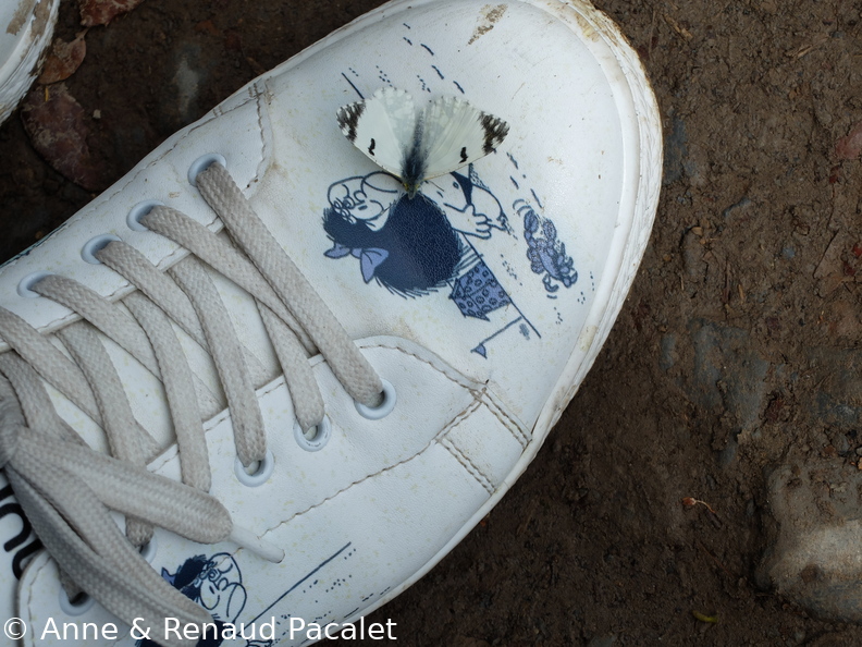 Papillon blanc et noir intéressé par les chaussures Mafalda