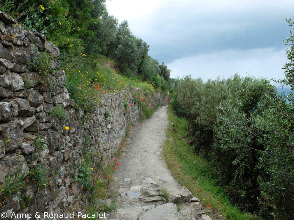 Le sentier vert-azur entre oliviers et murs de pierres sèches, tout fleuri de coquelicots, pissenlits, scabieuses, ...