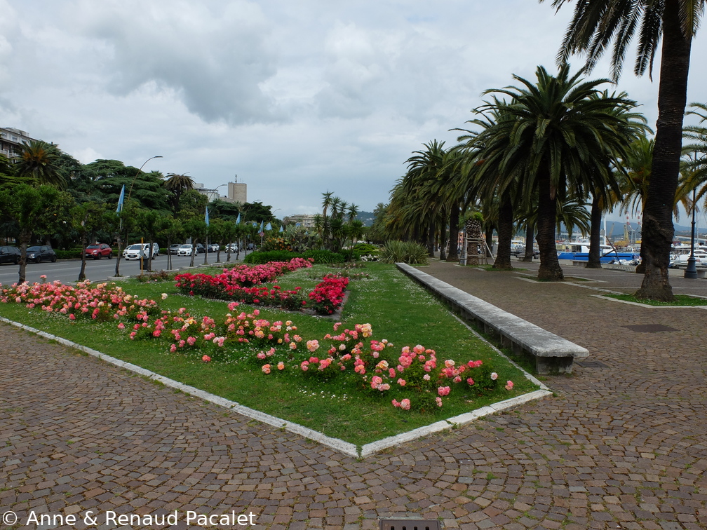 Les parterres de roses et l'allée de palmiers sur les quais de La Spezia