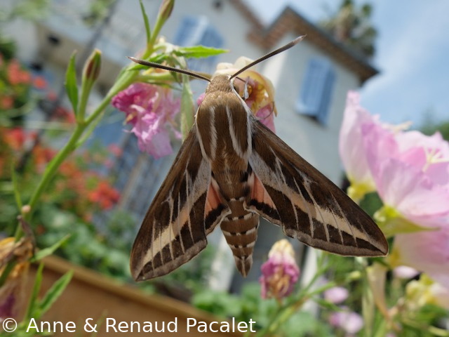 Sphinx butinant une fleur d'onagre