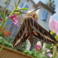 Sphinx butinant une fleur d'onagre