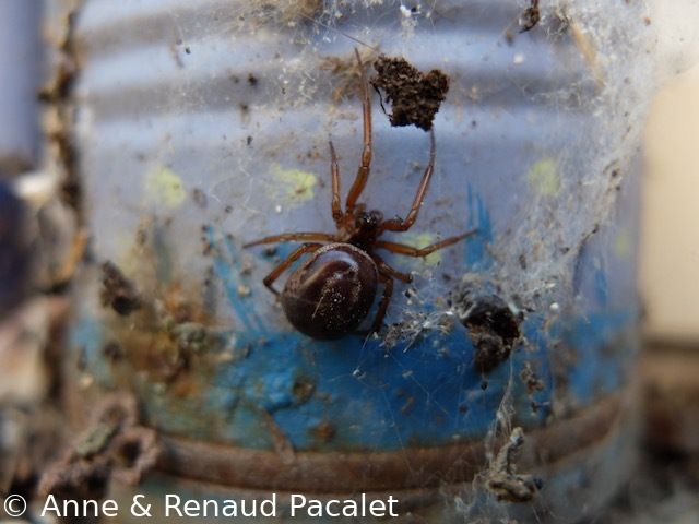 Belle araignée planquée dans un coin poussiéreux, sans doute une steatoda grossa (fausse veuve noire)
