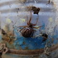 Belle araignée planquée dans un coin poussiéreux, sans doute une steatoda grossa (fausse veuve noire)