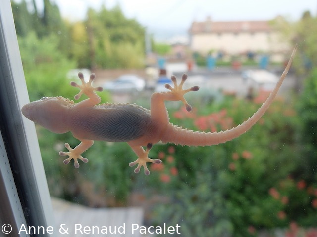 Tarente du midi (tarentola mauritanica, une espèce de gecko) sur la vitre de la salle à manger