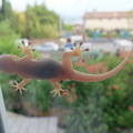 Tarente du midi (tarentola mauritanica, une espèce de gecko) sur la vitre de la salle à manger