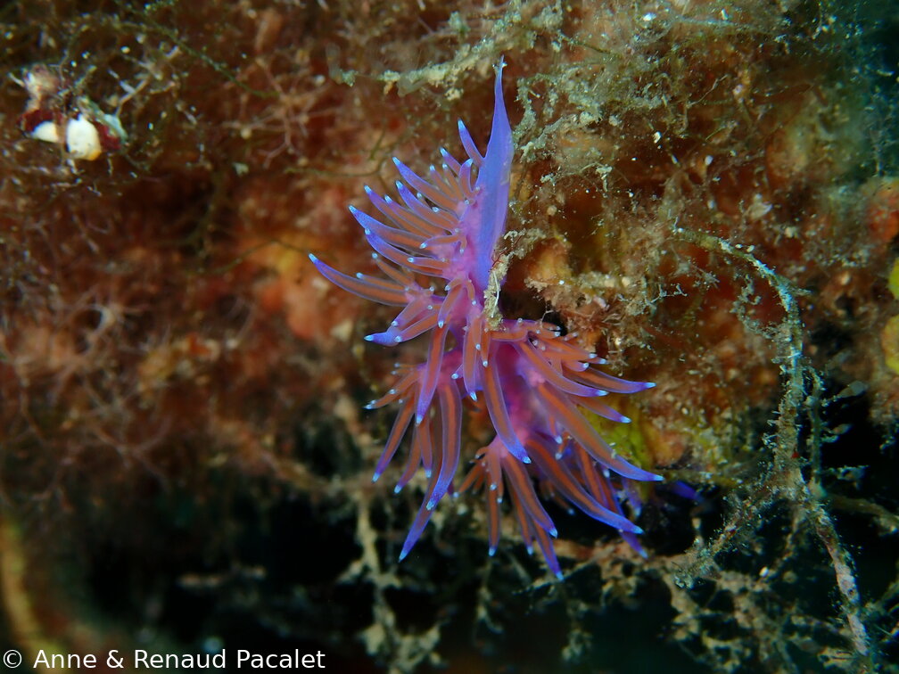 Flabelline mauve