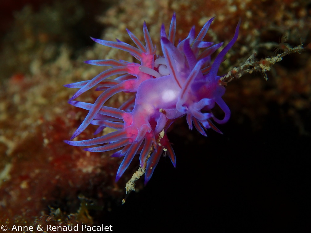 Grosse flabelline mauve