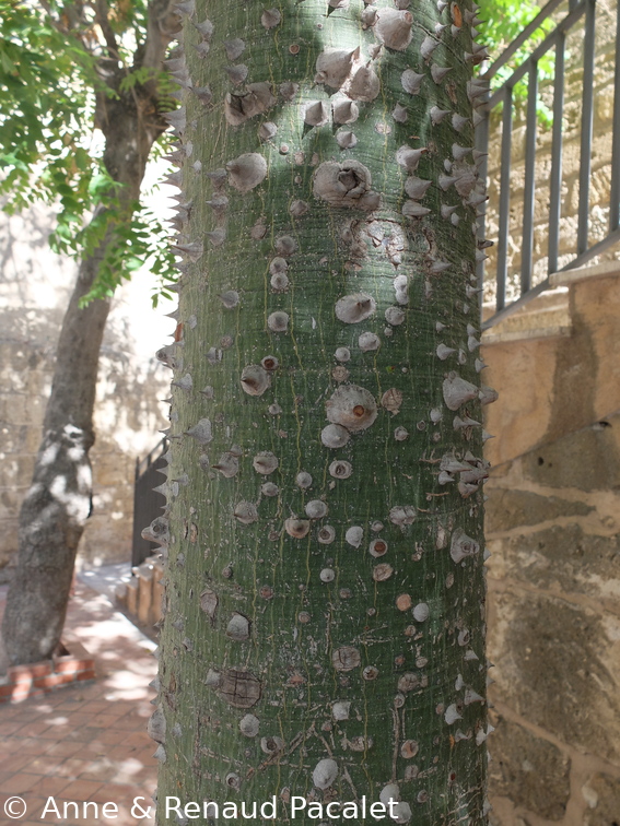 Tronc épineux de l'arbre bouteille (ceiba speciosa)