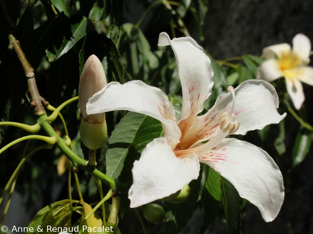 Les fleurs de l'arbre bouteille (ceiba speciosa)