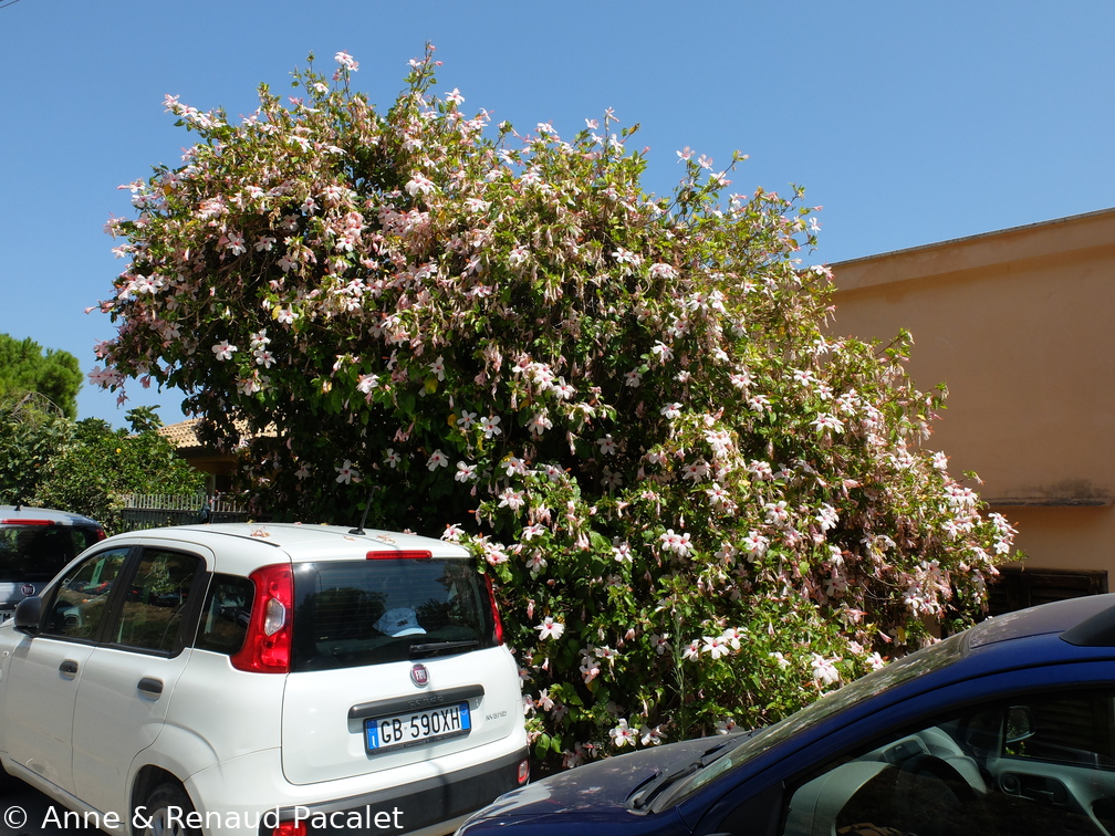 Hibiscus géant