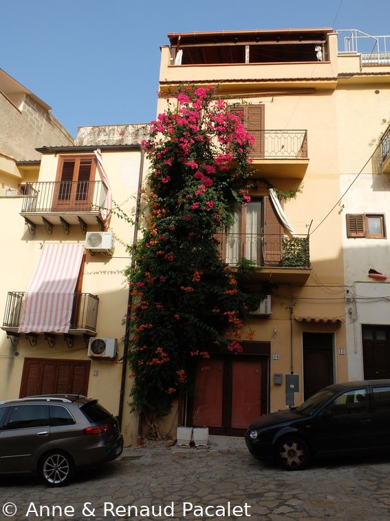 Un mélange de bignone et de bougainviller