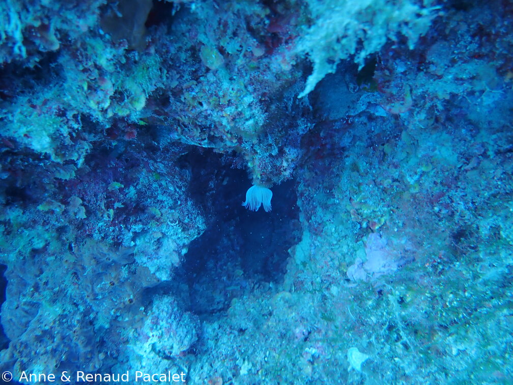 Petit ver tubicole (phoronis ?)