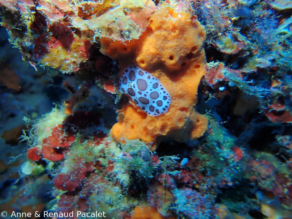 Doris dalmatienne (peltodoris atromaculata)