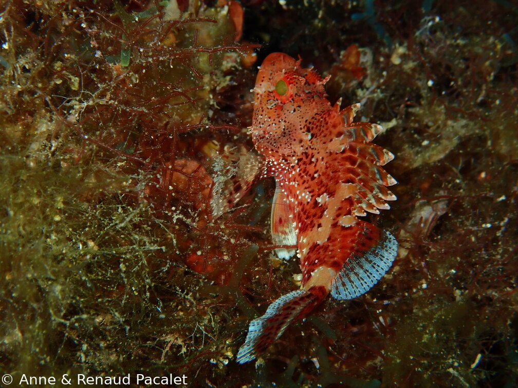 Petite rascasse rouge