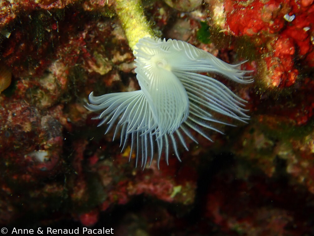 Ver annelé tubicole (phoronis)