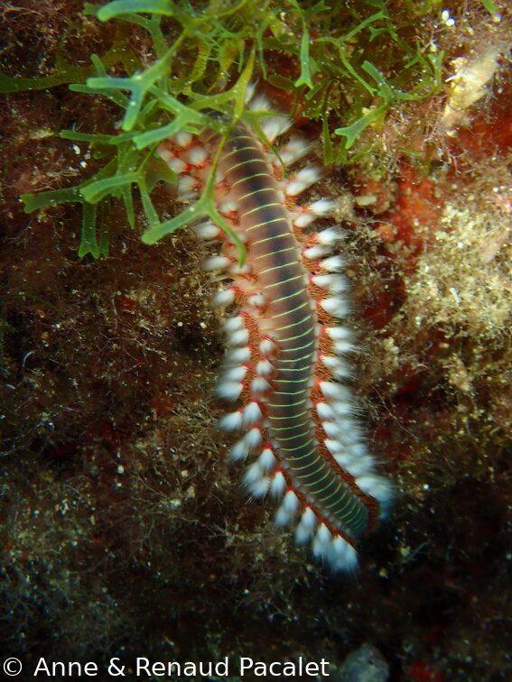 Ver de feu (hermodice carunculata)