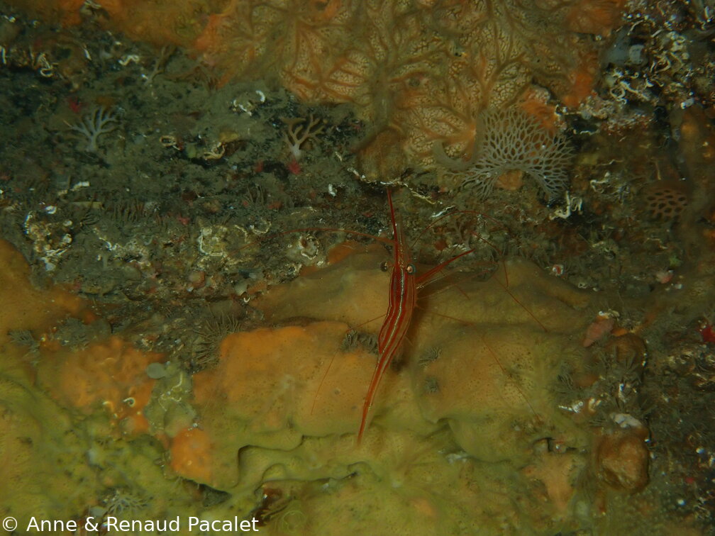 Crevette narval