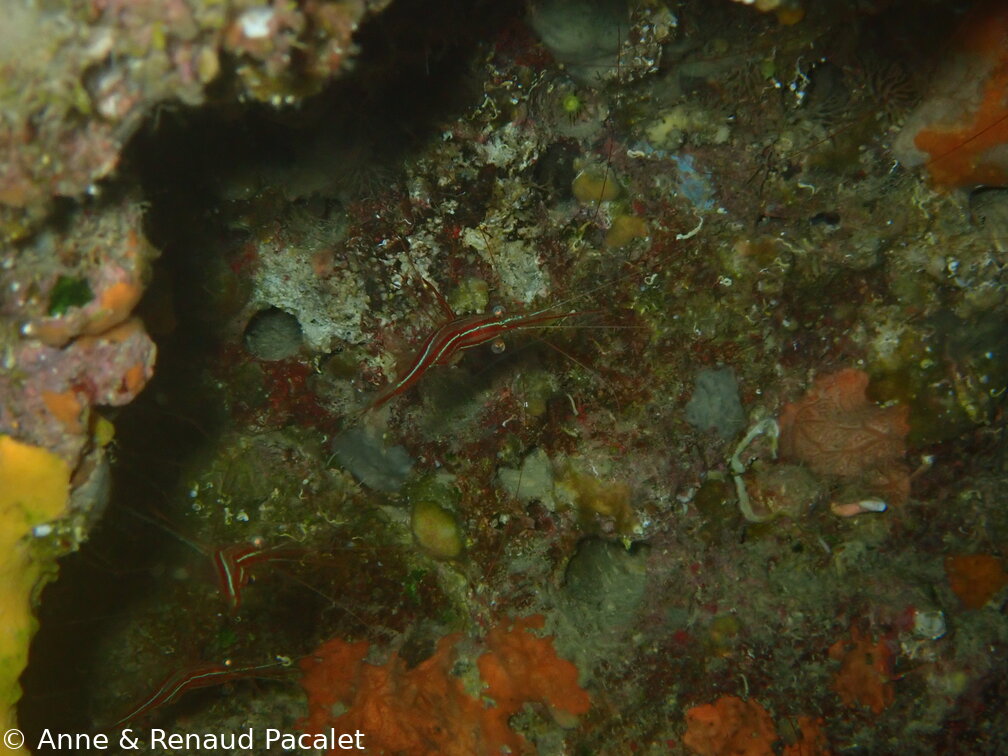 Crevettes narval