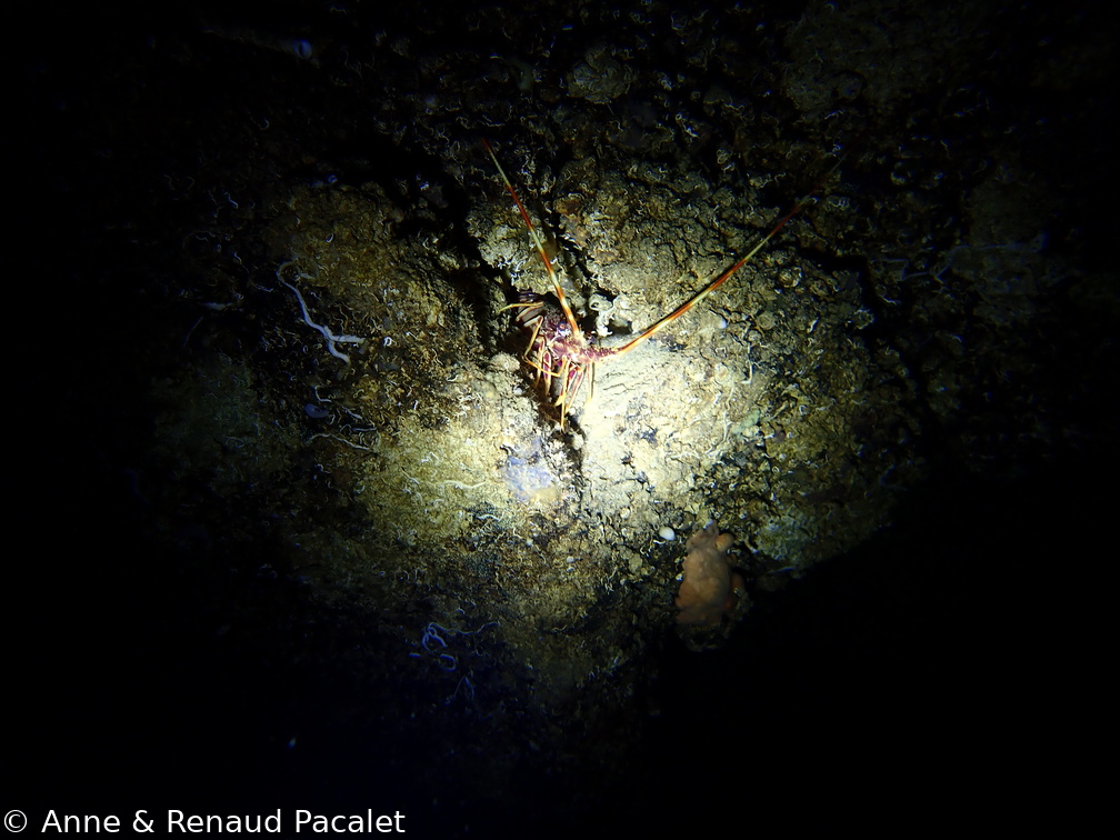 Langouste