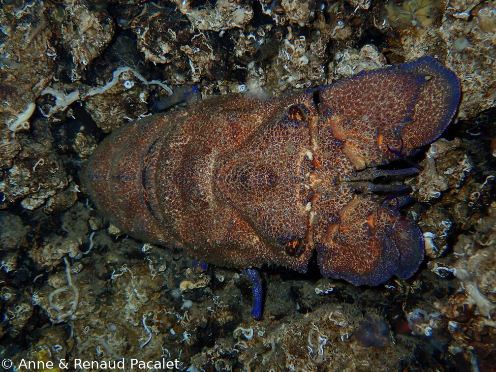 Cigale de mer