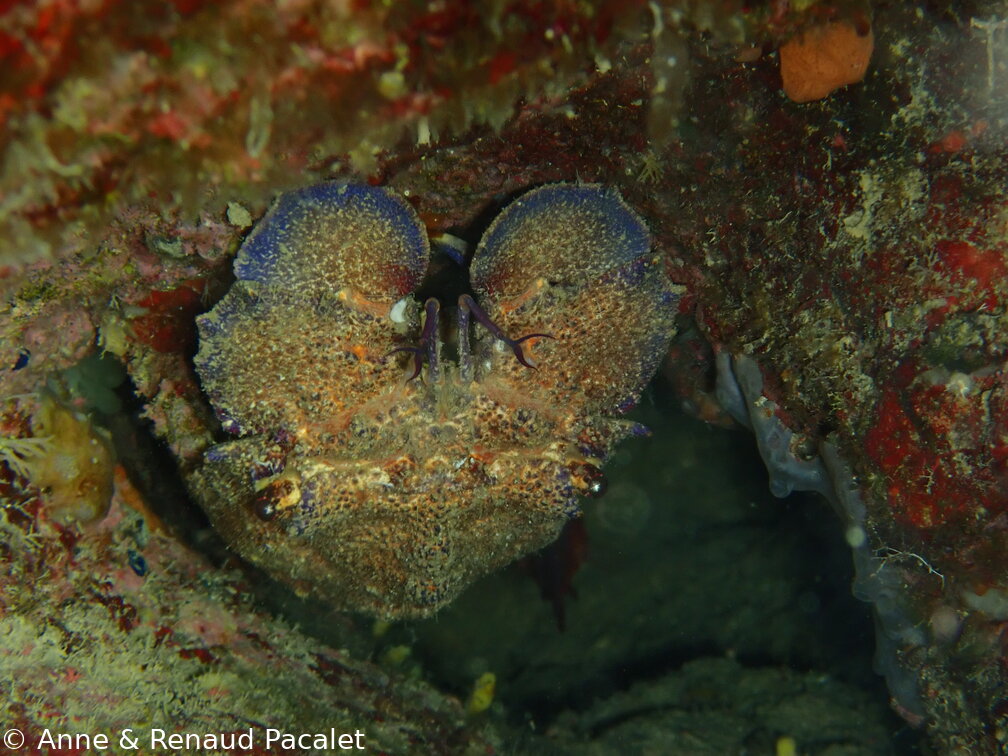 Cigale de mer