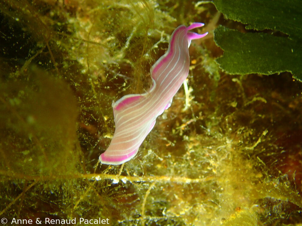 Ver plat rose de Méditerranée