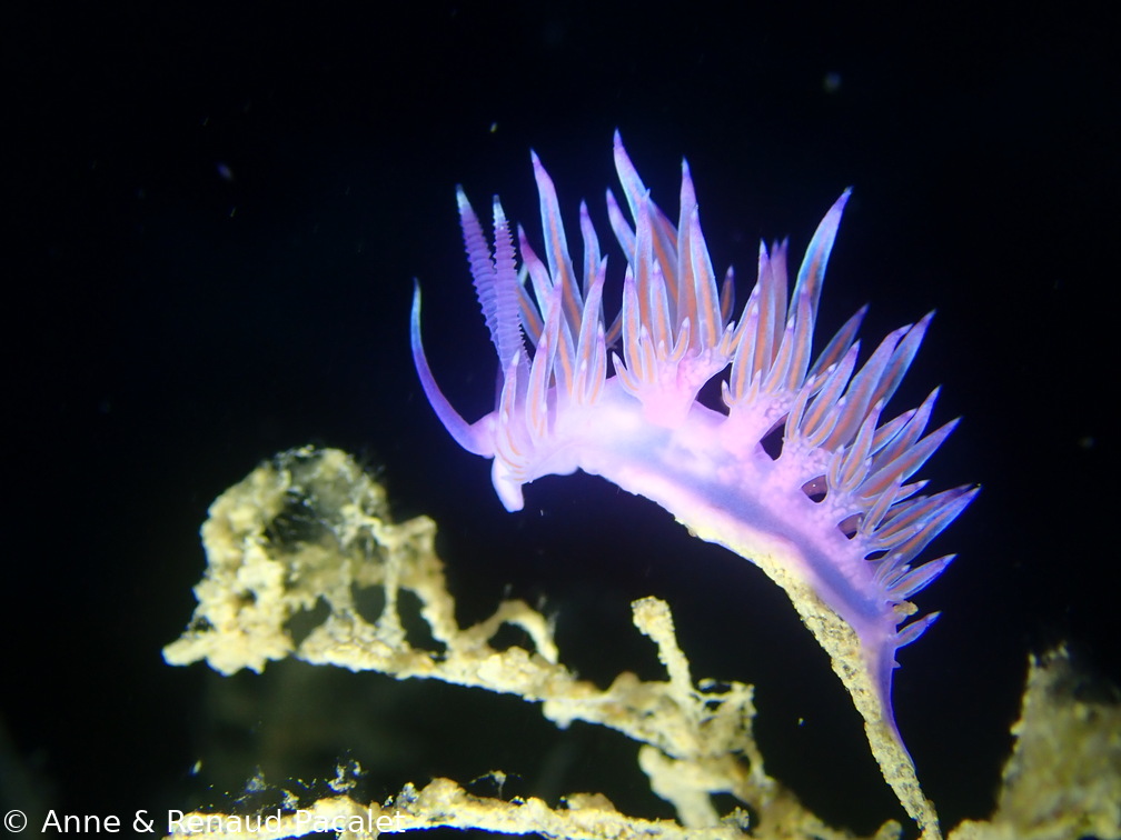 Flabelline mauve