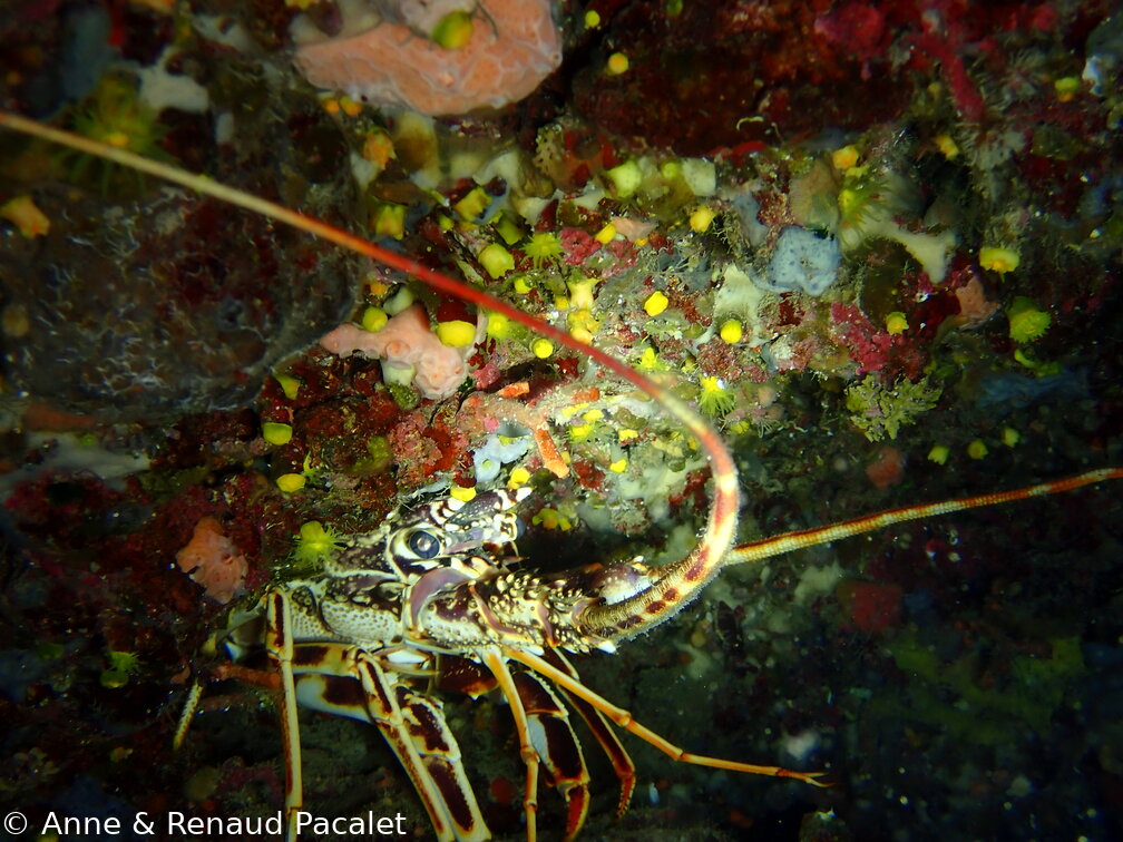 Langouste